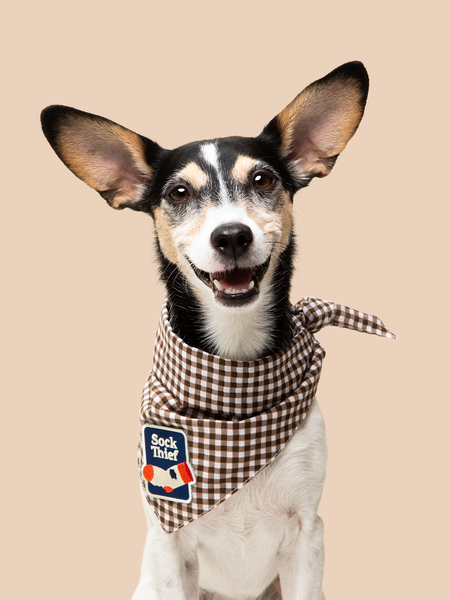 Sock Thief iron-on patch for pets