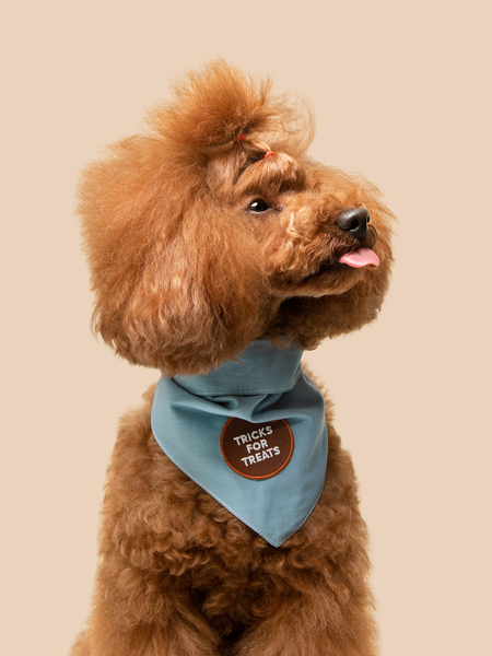 Tricks for Treats iron-on patch for pets