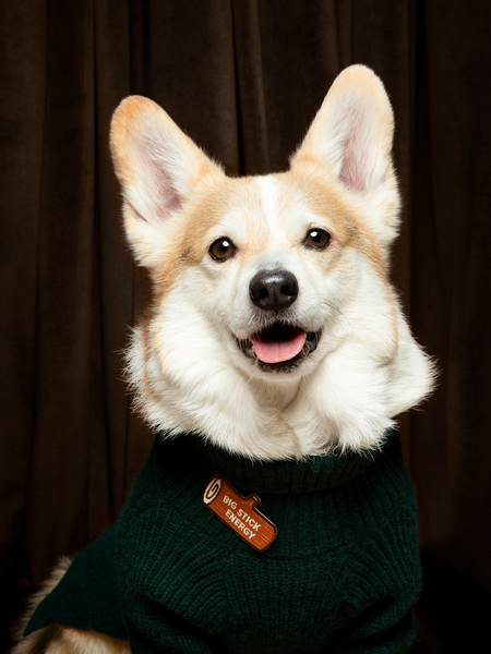 Big Stick Energy iron-on patch for pets