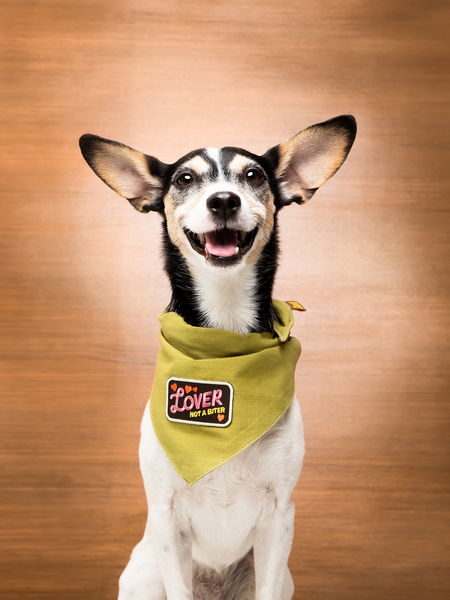 Lover not a Biter iron-on patch for pets