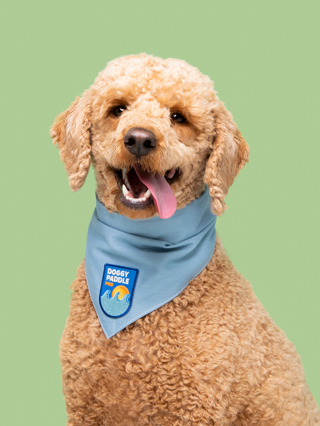 Doggy Paddle Pro iron-on patch for dogs