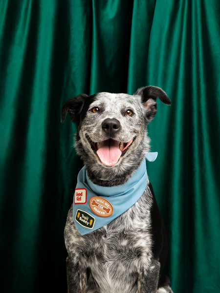 Trail Buddy iron-on patch for pets