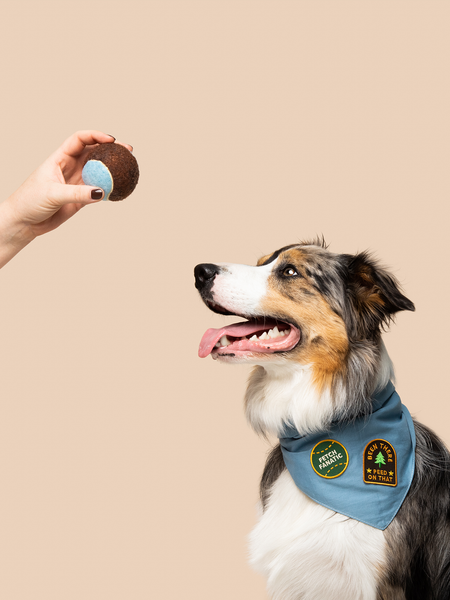 Fetch Fanatic iron- on patch for pets