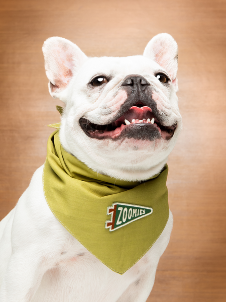 Zoomies iron-on patch for pets