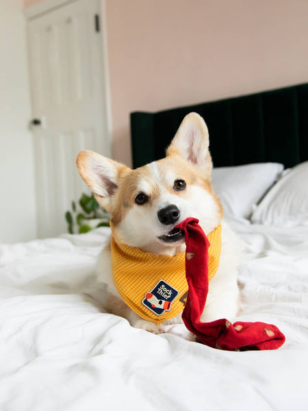 Sock Thief iron-on patch for pets