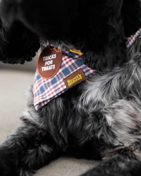 Tricks for Treats iron-on patch for pets