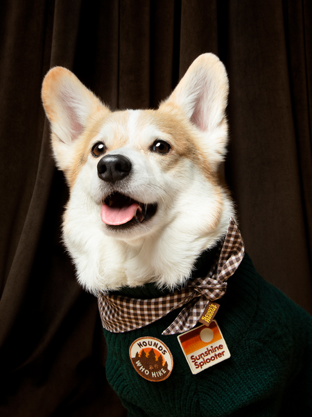 Hounds Who Hike iron-on patch for dogs