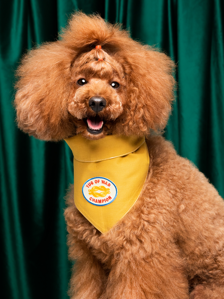 Tug of War Champion iron-on patch for pets
