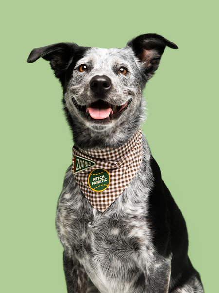 Fetch Fanatic iron- on patch for pets