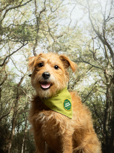Fetch Fanatic iron- on patch for pets
