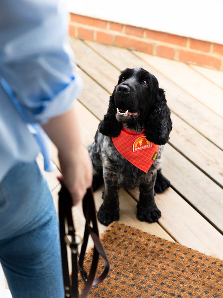 Walkies? iron-on patch for dogs
