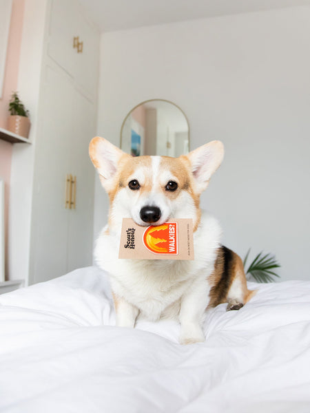 Walkies? iron-on patch for dogs