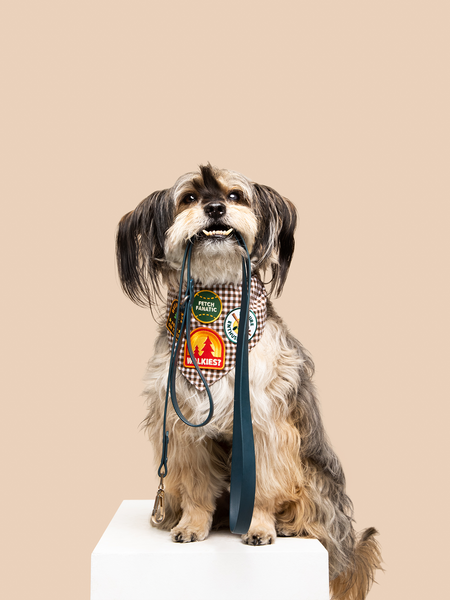 Walkies? iron-on patch for dogs