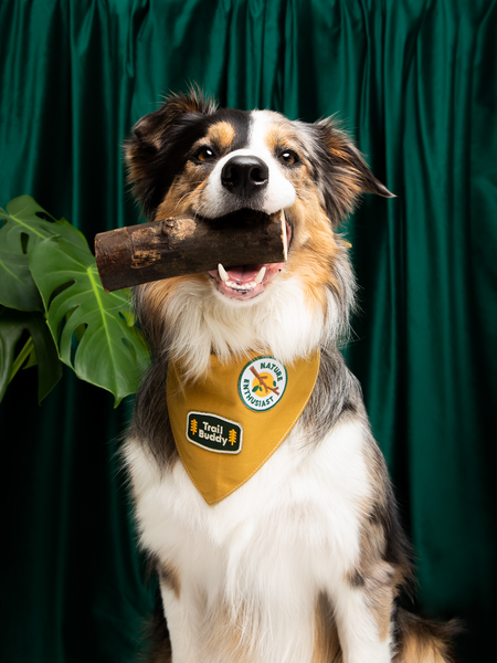 Trail Buddy iron-on patch for pets