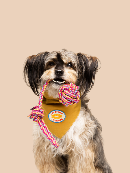 Tug of War Champion iron-on patch for pets