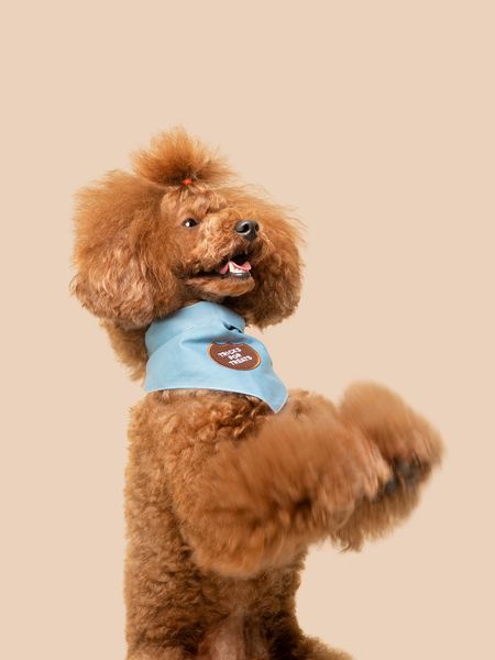 Tricks for Treats iron-on patch for pets