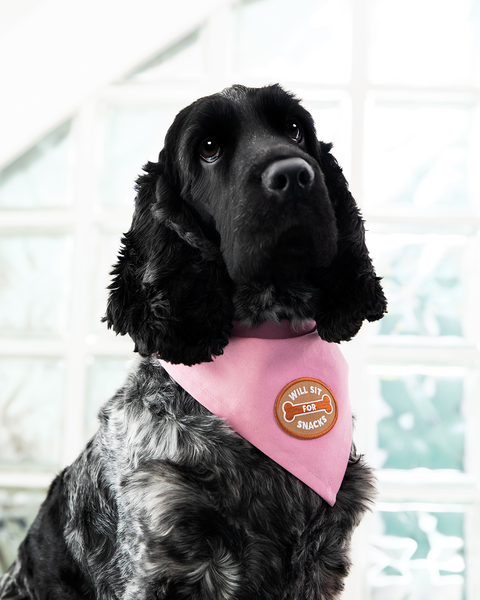 Will Sit For Snacks iron-on patch for pets