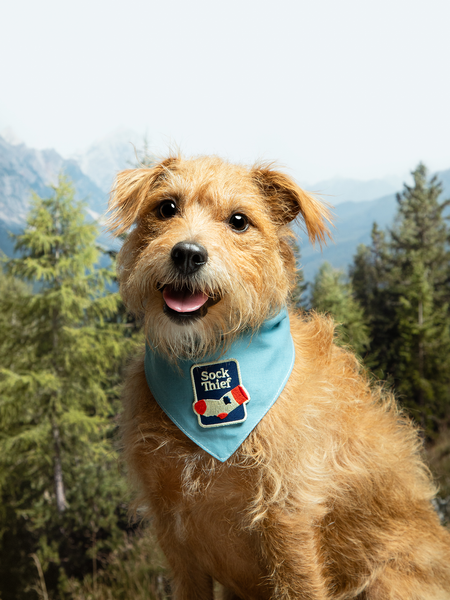 Sock Thief iron-on patch for pets