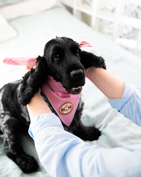 Will Sit For Snacks iron-on patch for pets