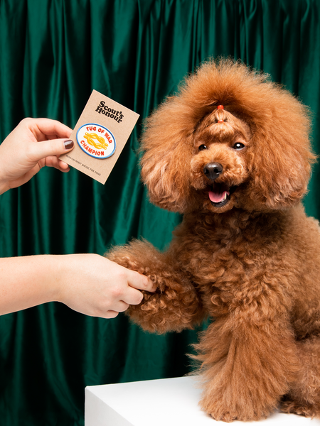 Tug of War Champion iron-on patch for pets