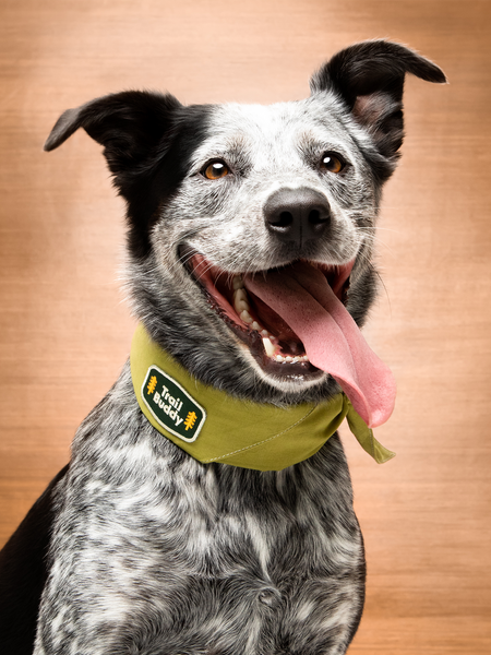 Trail Buddy iron-on patch for pets